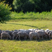 Tradiční hospodaření v srdci Bzenecké Doubravy