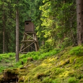 Zvyšování rozmanitosti v krušnohorských lesích